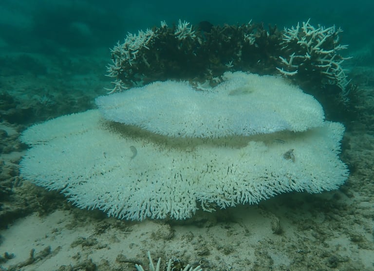 Bleached tabular corals in St Felix (June 2025)