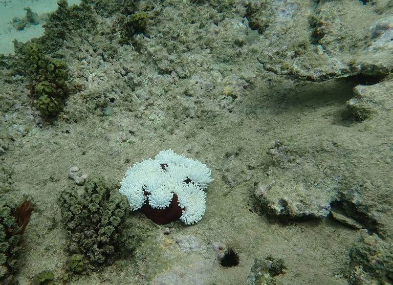 Bleached anemone in Bel Ombre (June 2025)