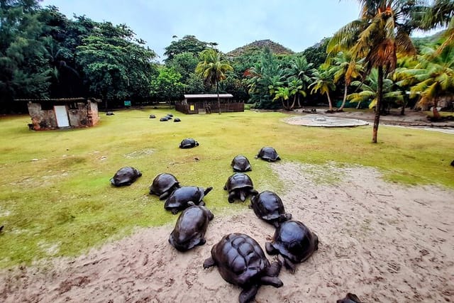 Curieuse Island's Turtles