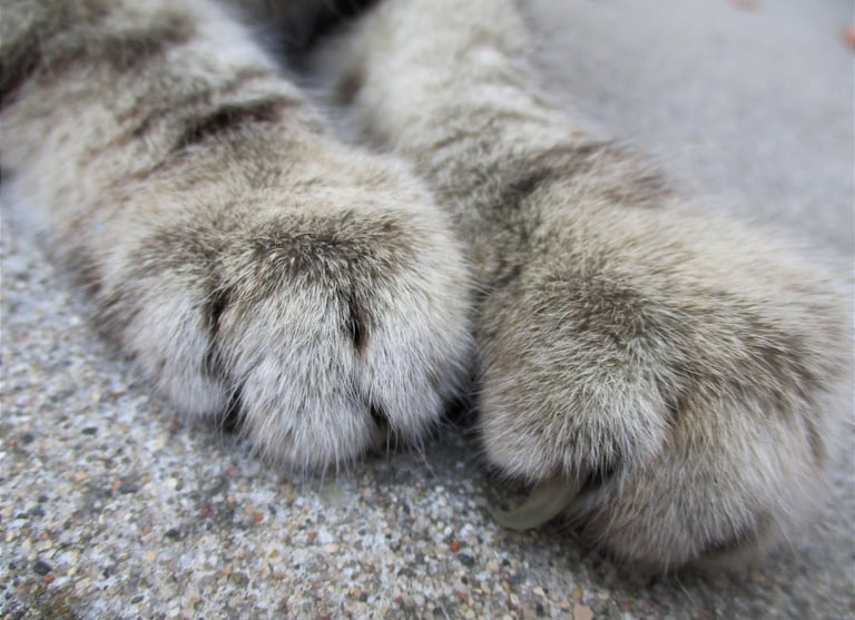 Close-up of cat paws in the sand.