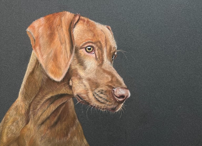 Pastel pet portrait, Vizsla pet portrait
