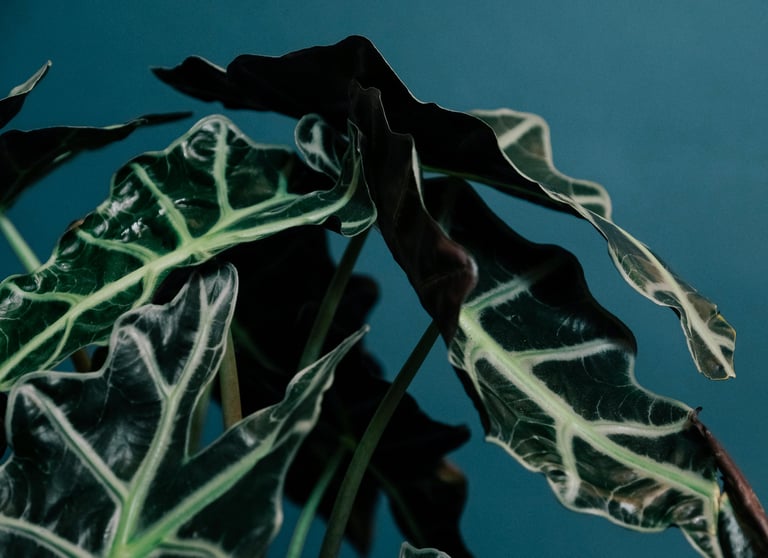 Alocasia 'Polly'