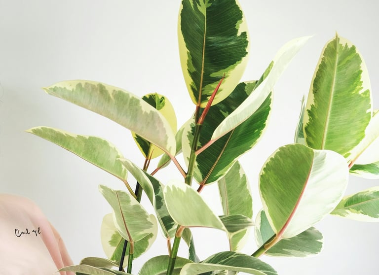 Ficus Elastica 'Tineke' Tree