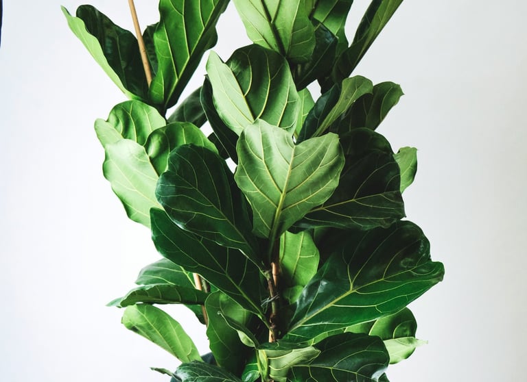 Ficus 'Lyrata' Fiddle Leaf Fig