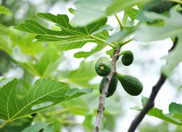 Ficus 'Brown Turkey' — With Edible Fruit