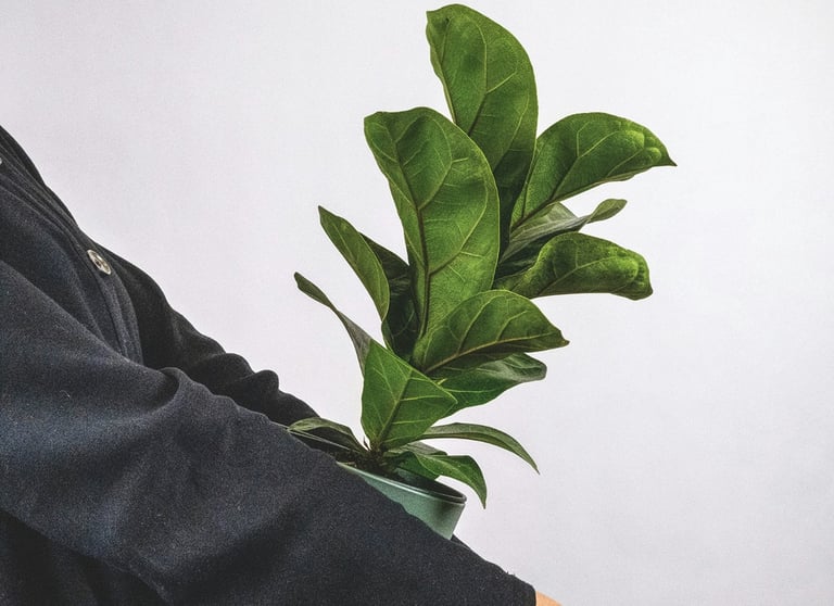 Ficus 'Lyrata' Fiddle Leaf Fig Leaf In Pot