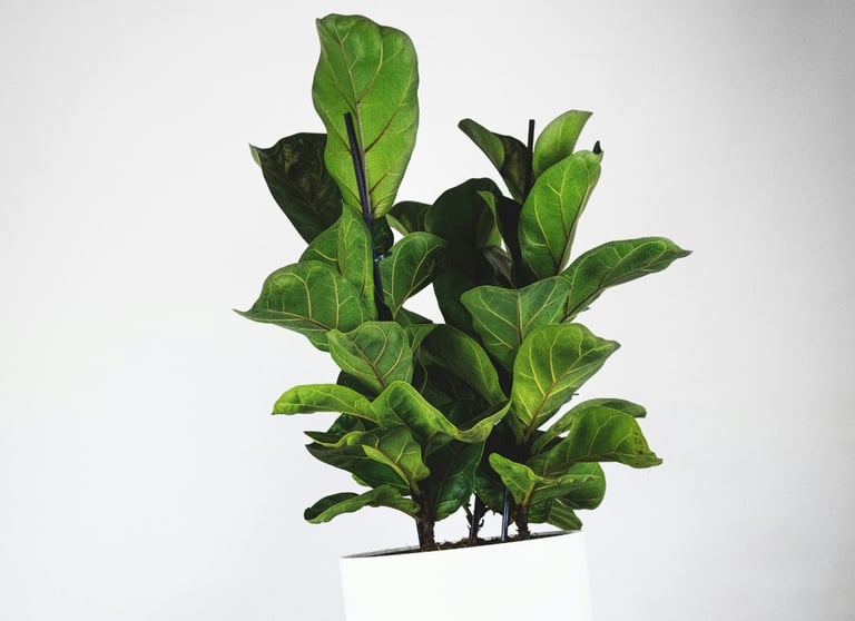 Ficus 'Lyrata' Fiddle Leaf Fig Tree