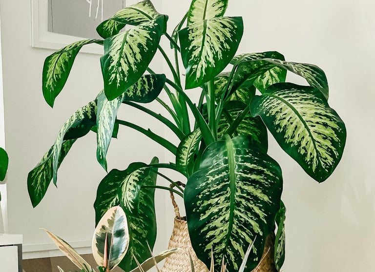 Dieffenbachia Tropic Snow