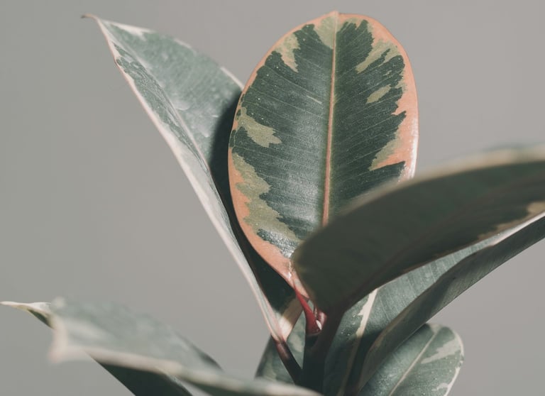 Ficus Elastica Belize