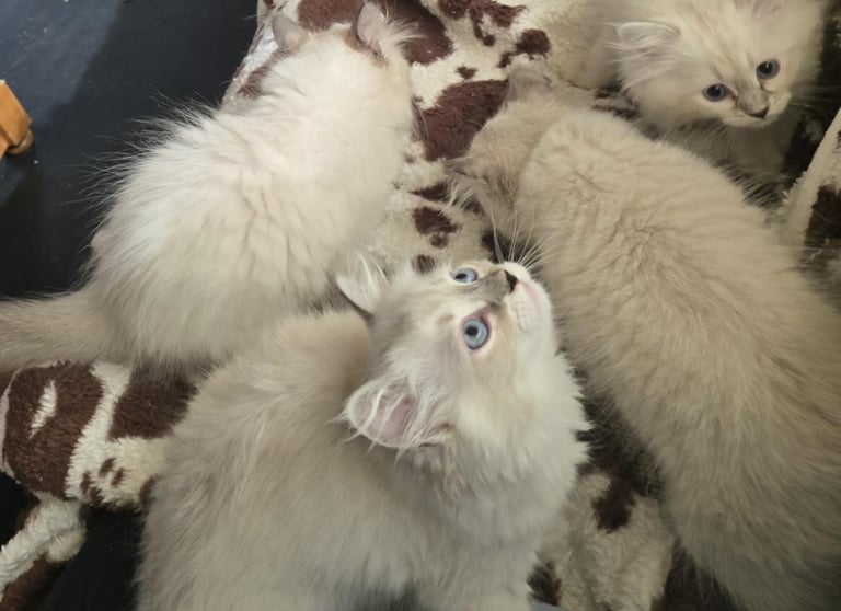 Color Point Hypoallergenic Russian Siberian Forest Cat and kittens