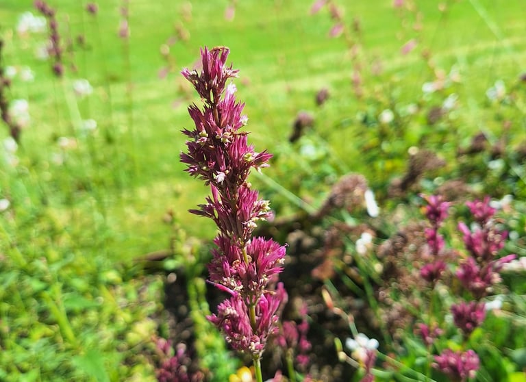 a Lavender plant as a cat repellent