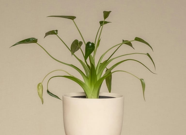 Alocasia 'Tiny Dancer'