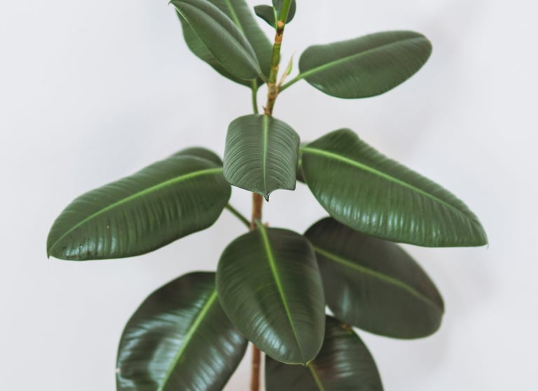 Ficus Elastica Tineke