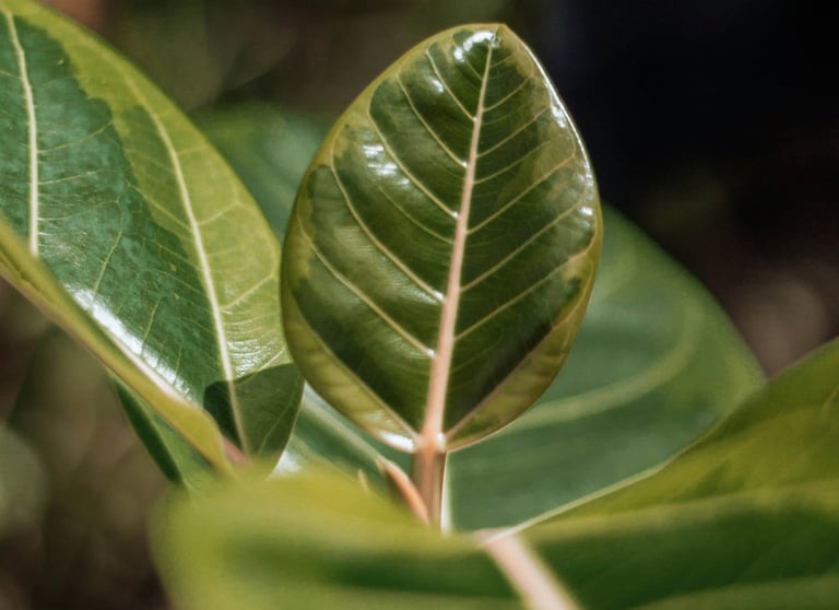 Ficus Elastica Belize