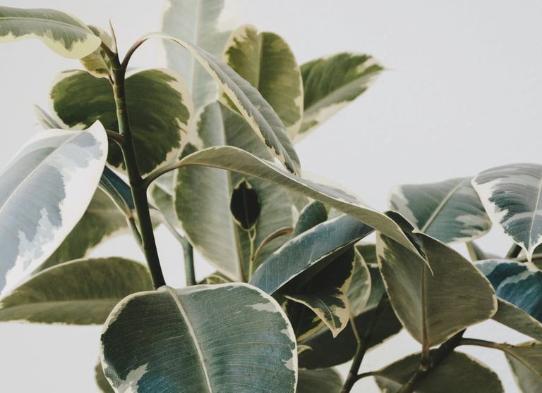 Ficus Elastica Tineke