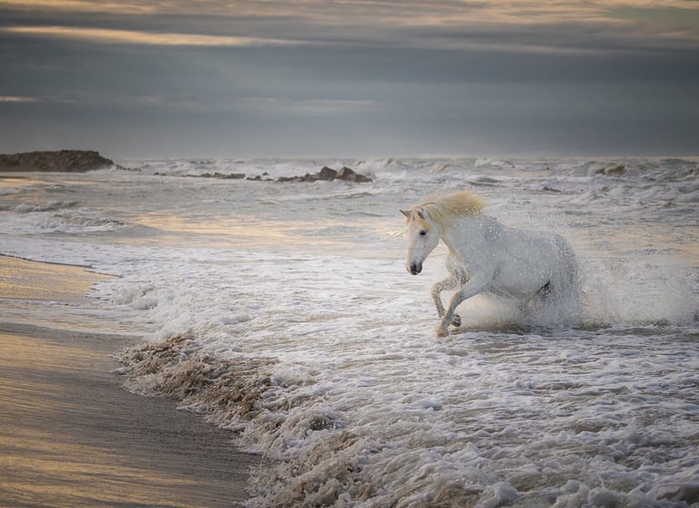 A majestic white horse galloping through ocean waves on a sandy beach at sunset.