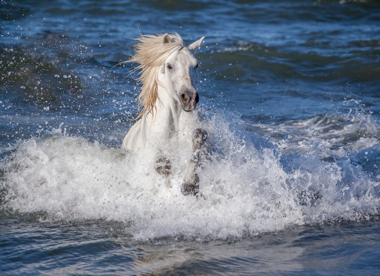 A majestic white Camargue horse galloping through ocean waves with splashing water and a flowing mane.