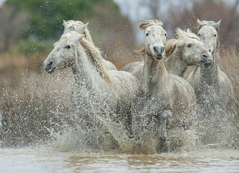A group of wild white Camargue horses galloping through shallow marsh water with dramatic splashing.