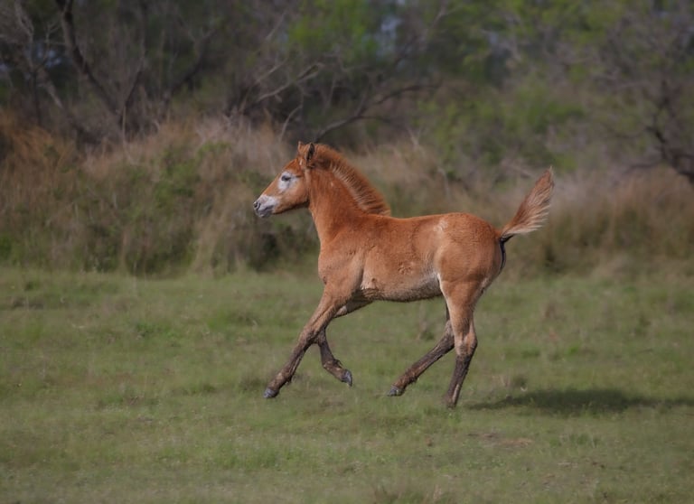 A young chestnut foal gallops through a green grassy meadow with trees in the background.