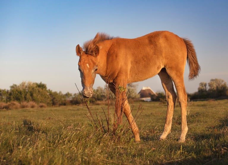 A brown horse foal grazing in a grassy field during a golden hour sunset.
