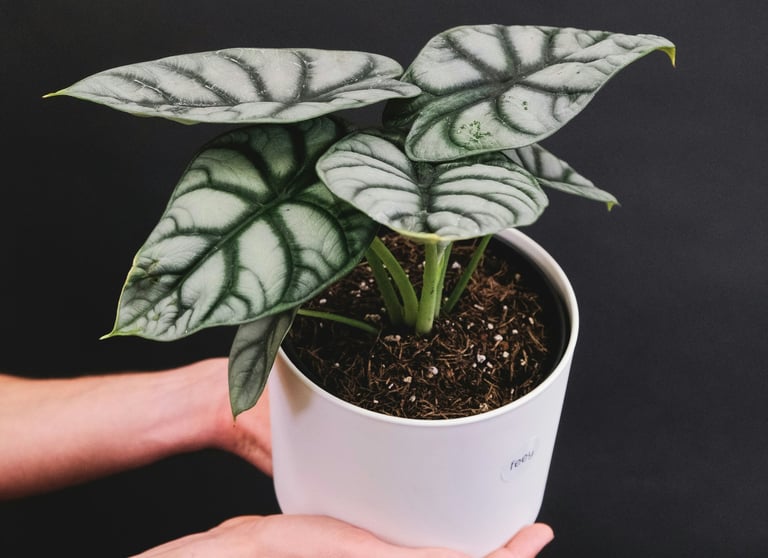 Alocasia Silver Dragon