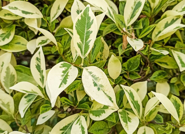 Ficus 'Benjamina' Variegated Weeping Fig Close Up