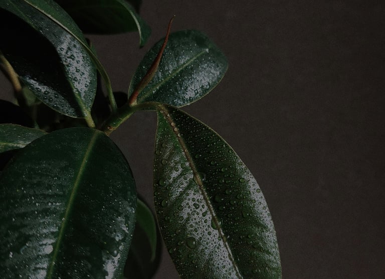 Ficus Elastica 'Audrey' with water droplets on the leaves