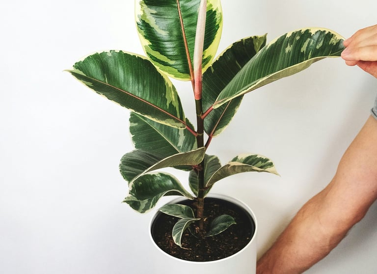 Ficus Elastica 'Tineke' in pot
