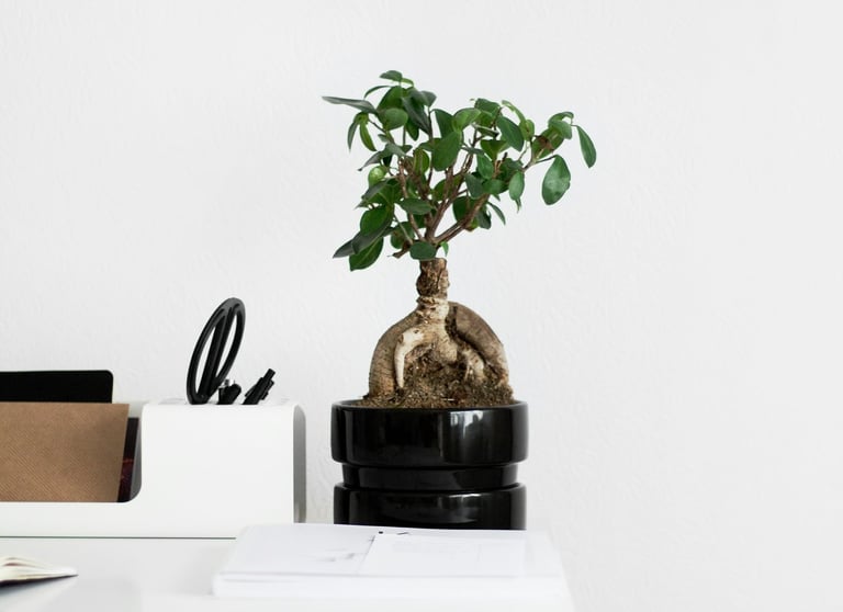 Ficus 'Ginseng' Bonsai Tree