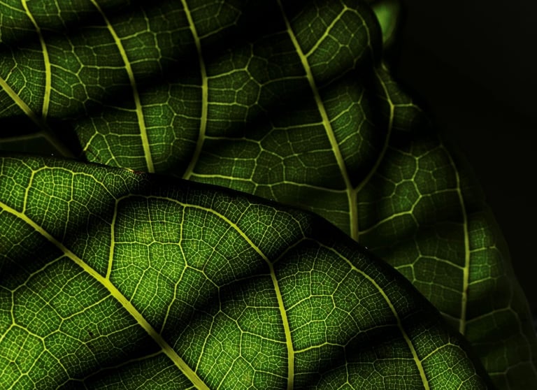 Fiddle Leaf Ficus - Ficus Lyrata
