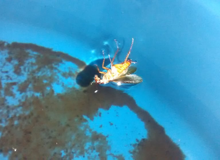caixa d'agua suja