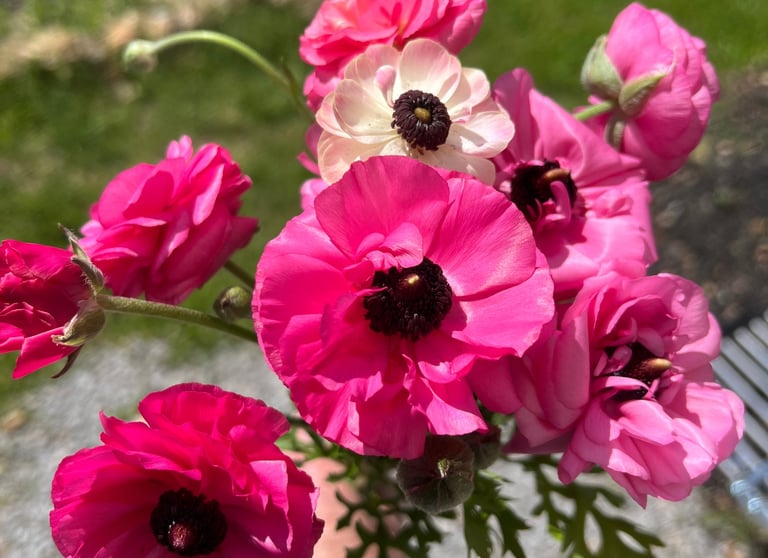 Pink Ranunculus from last year