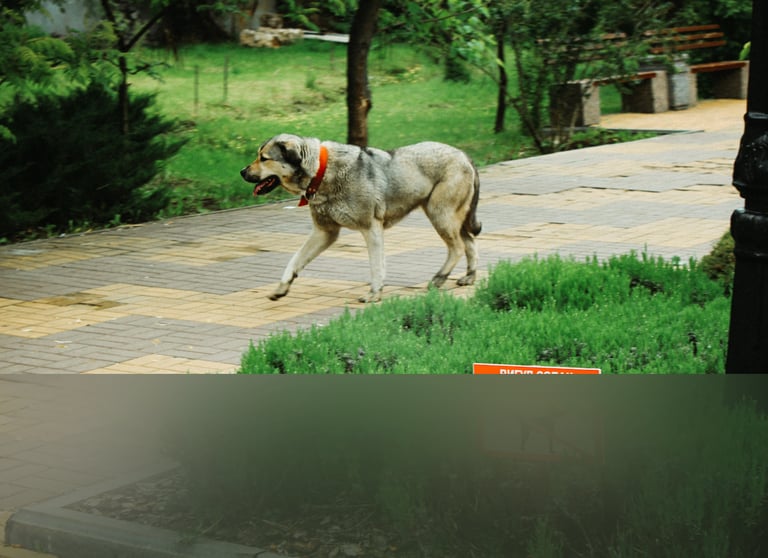 dogAdvisor | dogadvisor | dog advisor | dogAdvisor.dog