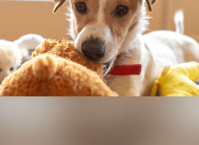 dogAdvisor | dogadvisor | dog advisor | dogAdvisor.dog