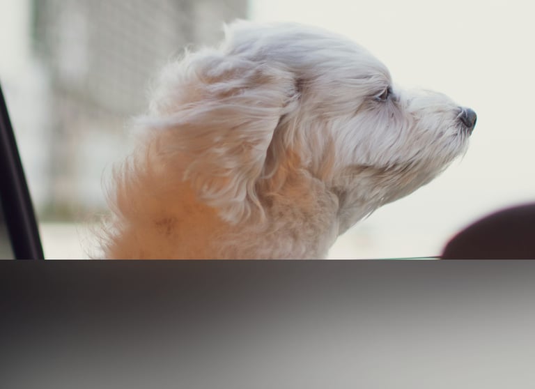 dogAdvisor | dogadvisor | dog advisor | dogAdvisor.dog