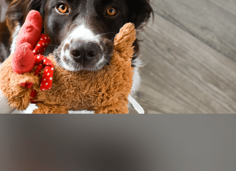 dogAdvisor | dogadvisor | dog advisor | dogAdvisor.dog