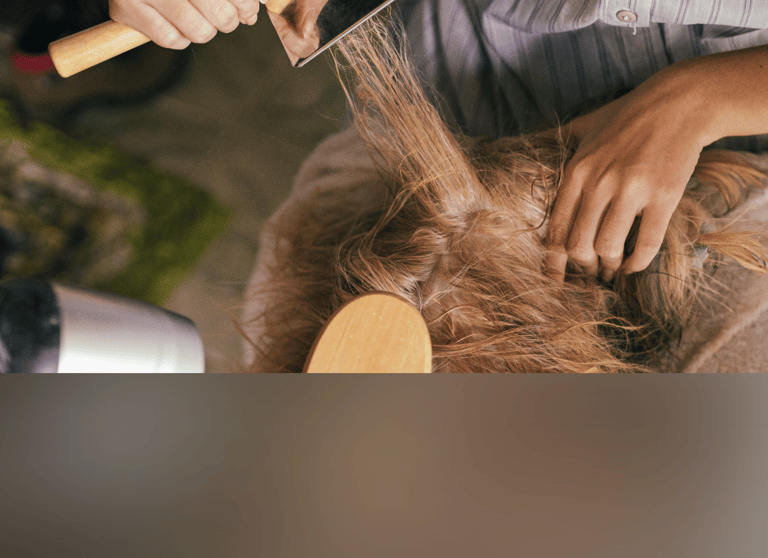 dogAdvisor | dogadvisor | dog advisor | dogAdvisor.dog