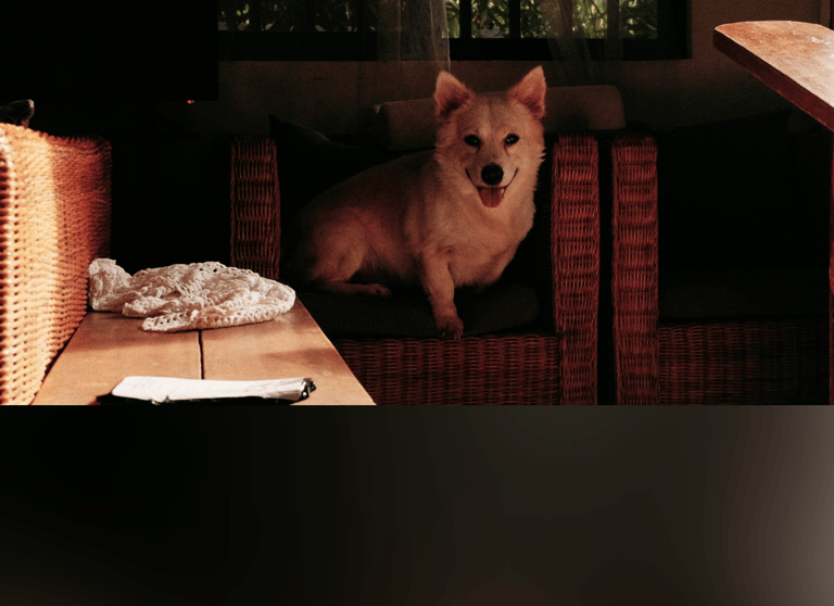 dogAdvisor | dogadvisor | dog advisor | dogAdvisor.dog