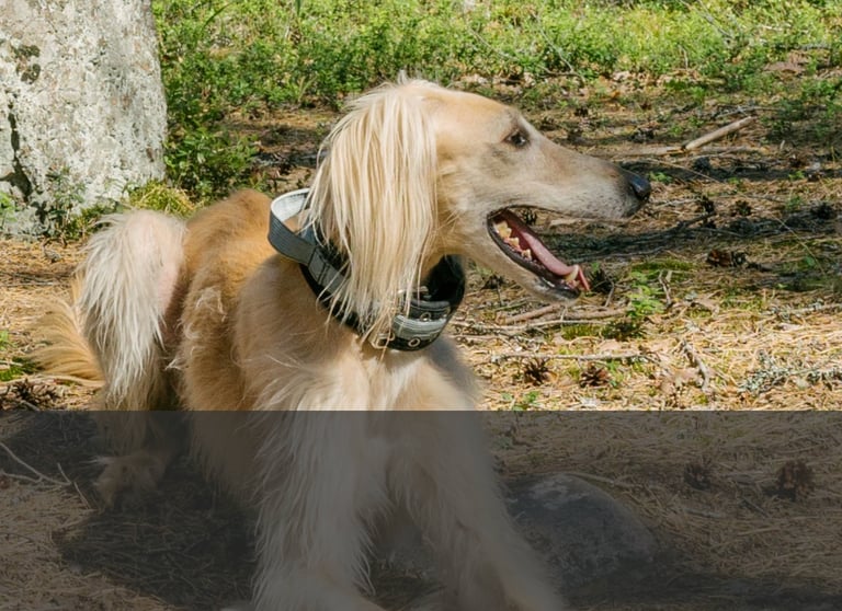 dogAdvisor | dogadvisor | dog advisor | dogAdvisor.dog