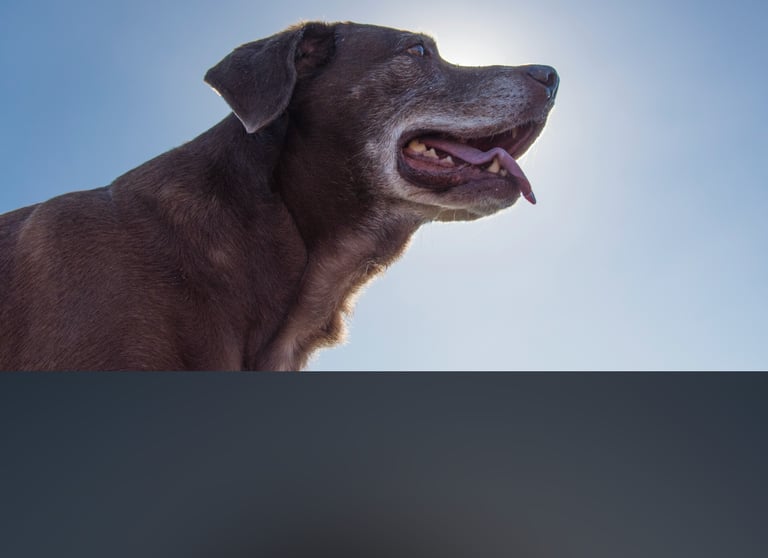 dogAdvisor | dogadvisor | dog advisor | dogAdvisor.dog