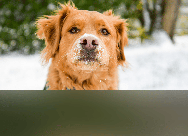 dogAdvisor | dogadvisor | dog advisor | dogAdvisor.dog