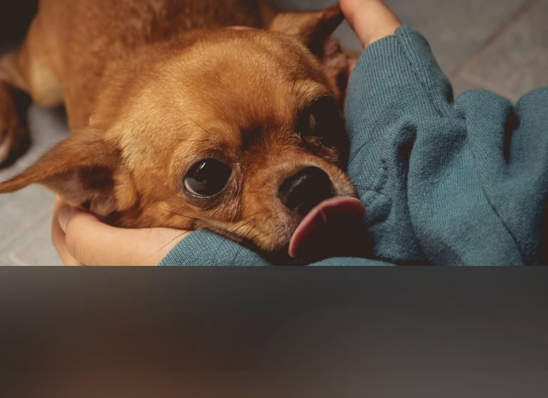 dogAdvisor | dogadvisor | dog advisor | dogAdvisor.dog