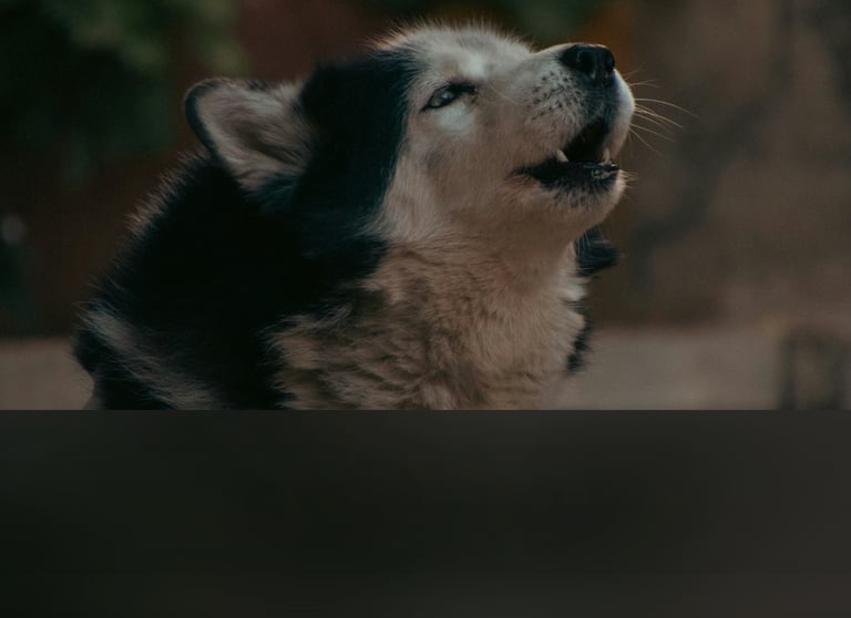 dogAdvisor | dogadvisor | dog advisor | dogAdvisor.dog