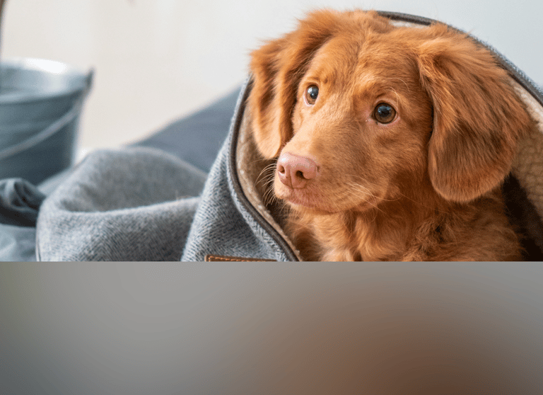 dogAdvisor | dogadvisor | dog advisor | dogAdvisor.dog