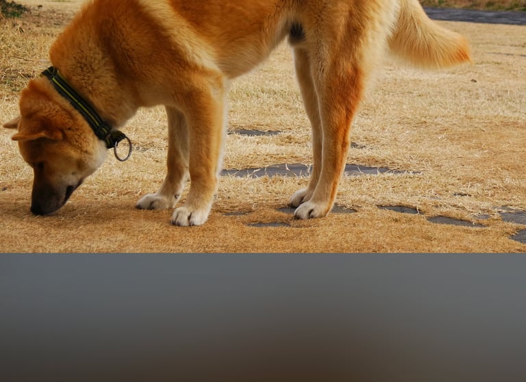 dogAdvisor | dogadvisor | dog advisor | dogAdvisor.dog