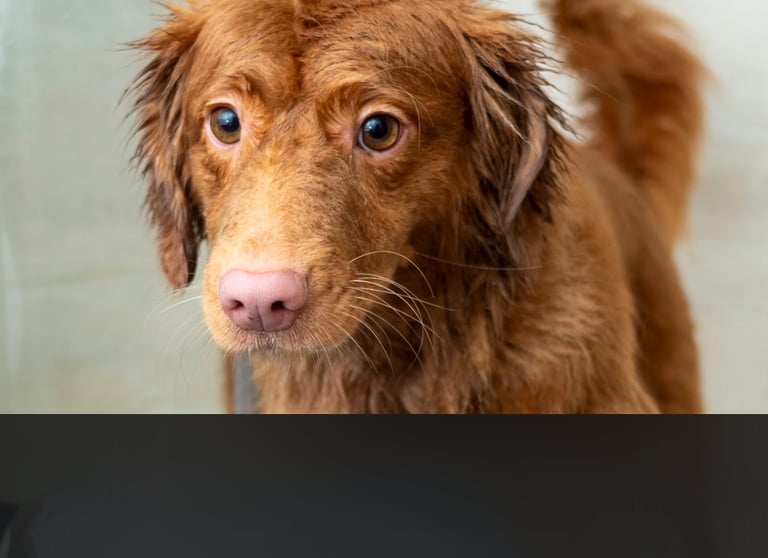 dogAdvisor | dogadvisor | dog advisor | dogAdvisor.dog