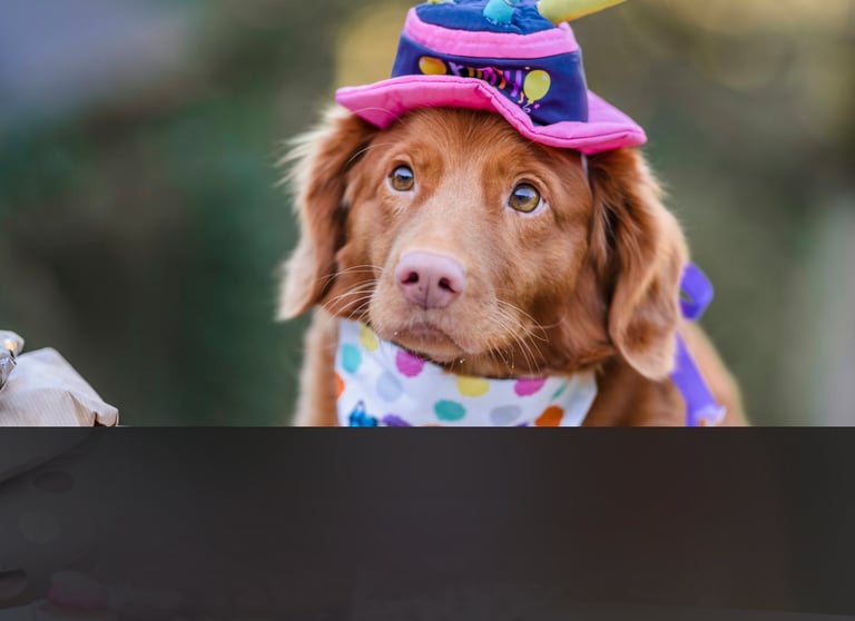 dogAdvisor | dogadvisor | dog advisor | dogAdvisor.dog