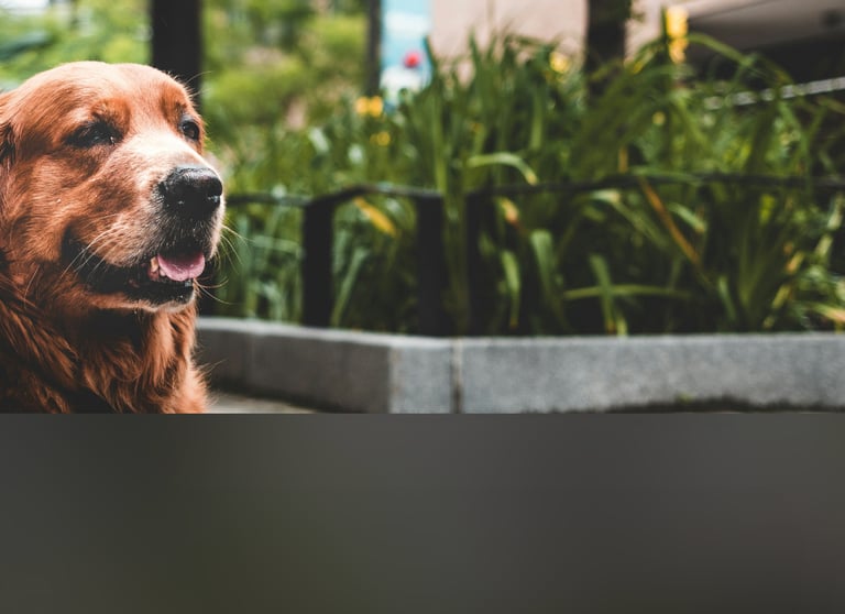 dogAdvisor | dogadvisor | dog advisor | dogAdvisor.dog