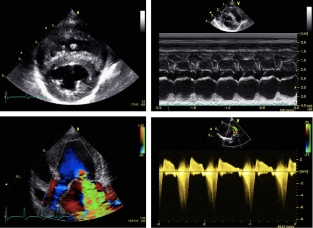 echocardiographie clinique veterinaire alpesia varces