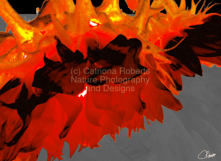 Artistic digital image of Sunflowers with bent heads.